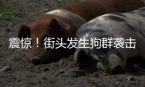 震驚！街頭發(fā)生狗群襲擊貓事件，女子英勇上前阻止