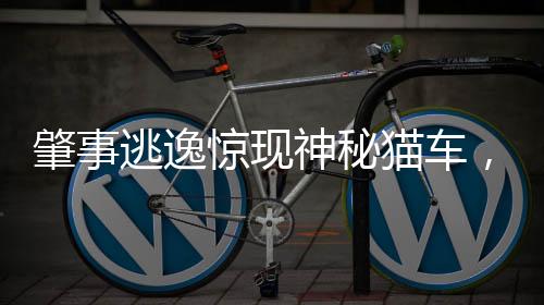 肇事逃逸驚現(xiàn)神秘貓車，公眾震驚質(zhì)疑真相