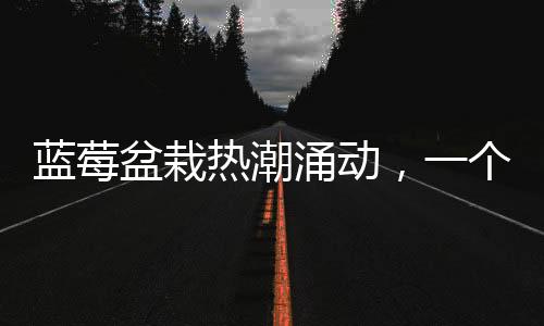 藍(lán)莓盆栽熱潮涌動(dòng)，一個(gè)月成交超百萬盆——火爆種植潮流揭秘