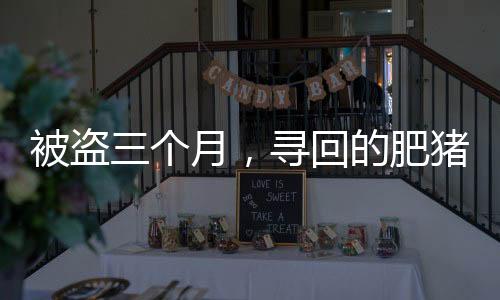 被盜三個(gè)月，尋回的肥豬竟增重百斤，一則關(guān)于奇跡與重逢的故事