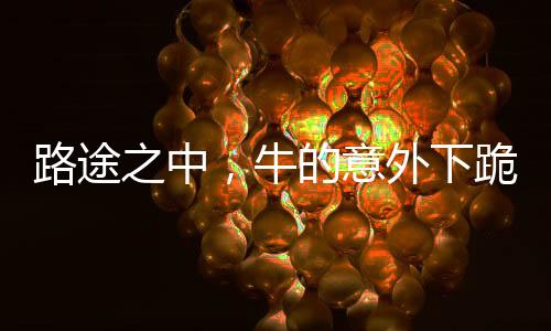 路途之中，牛的意外下跪引發(fā)深思