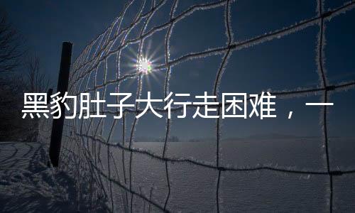 黑豹肚子大行走困難，一起關(guān)注野生動(dòng)物健康問題