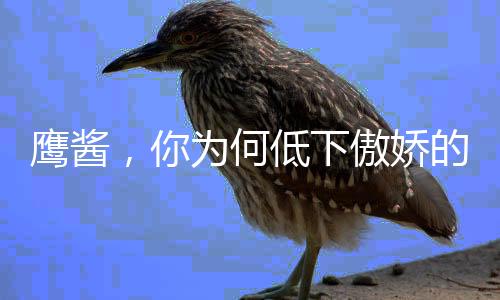 鷹醬，你為何低下傲嬌的頭？